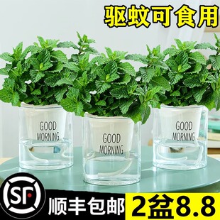 薄荷盆栽水培植物可食用薄荷叶新鲜好养活室内驱蚊迷迭香四季 开花