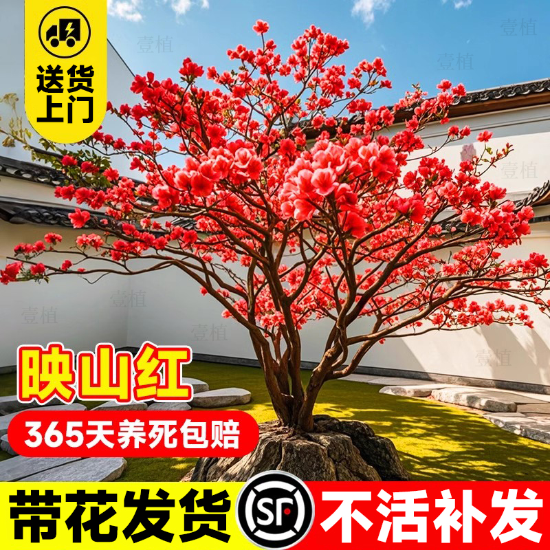 壹植映山红树苗老桩干枝