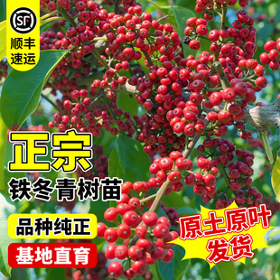 铁冬青树苗红果铁冬青万紫千红四季常青绿化庭院别墅观赏耐寒耐旱