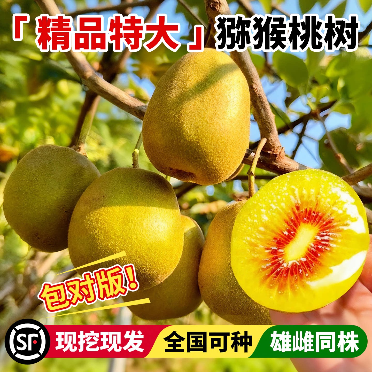 猕猴桃树公母同株耐寒耐旱红心图片