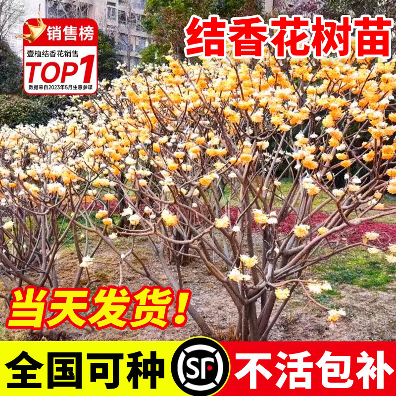 结香花树苗盆栽耐寒庭院盆景花卉