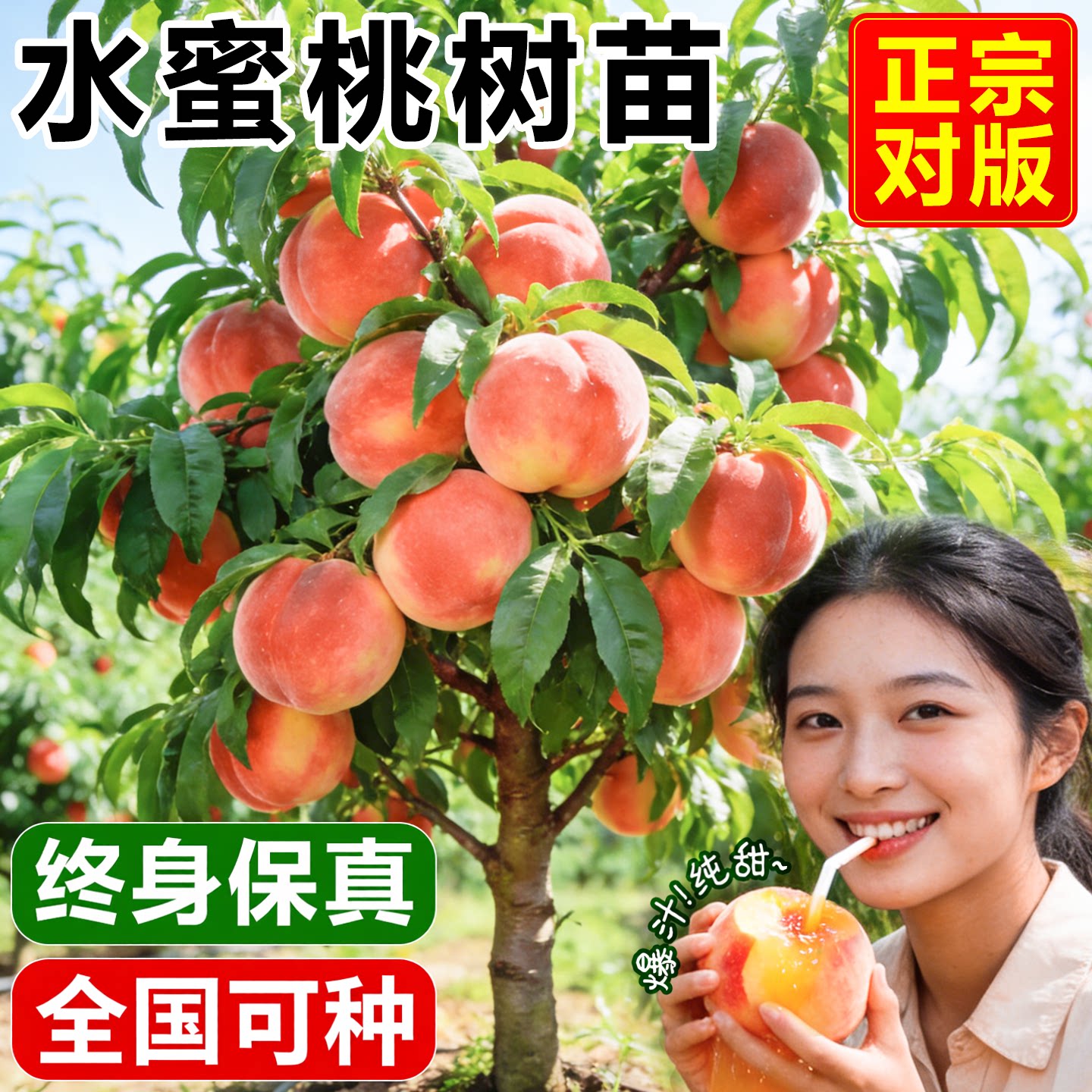 桃树果苗新品种水蜜桃树苗嫁接黄桃冬桃南北方种植庭院特大盆地栽