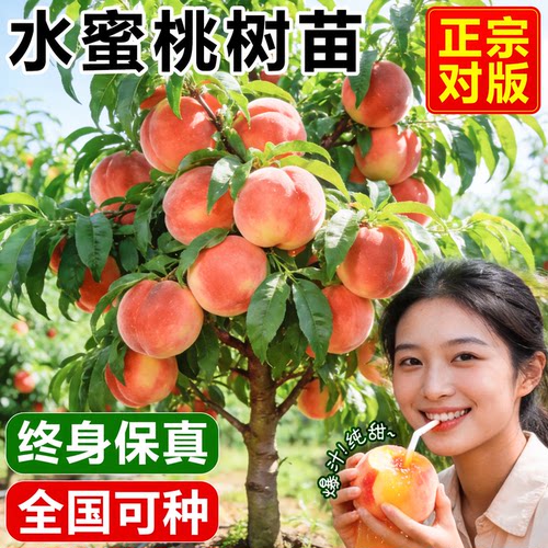 水蜜桃树果苗新品种嫁接特大结果