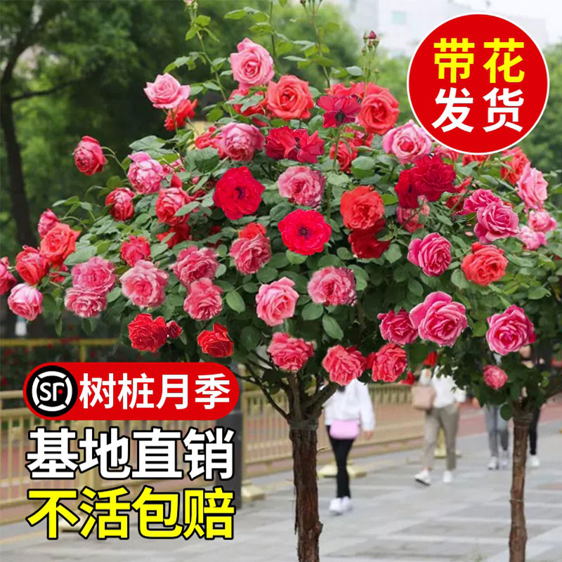 棒棒糖月季庭院四季开花大苗