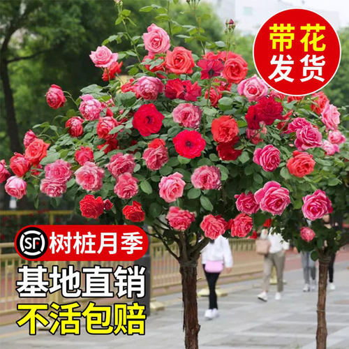 顺丰发货棒棒糖月季开花大苗