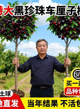 特大车厘子好养黑珍珠树苗结大果