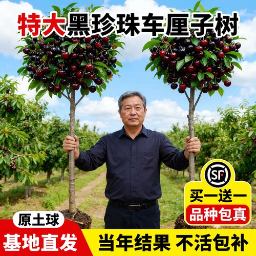 特大车厘子好养黑珍珠树苗结大果