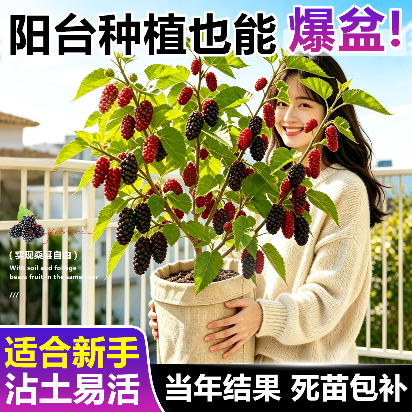 桑葚树苗嫁接无籽大十果桑苗当年结果南北方种植台湾四季长果盆栽