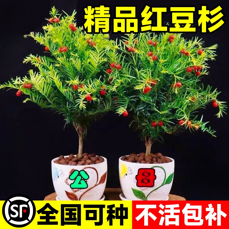 红豆杉树苗红豆杉盆栽红豆杉树苗室内外花卉绿植盆景植物四季好养