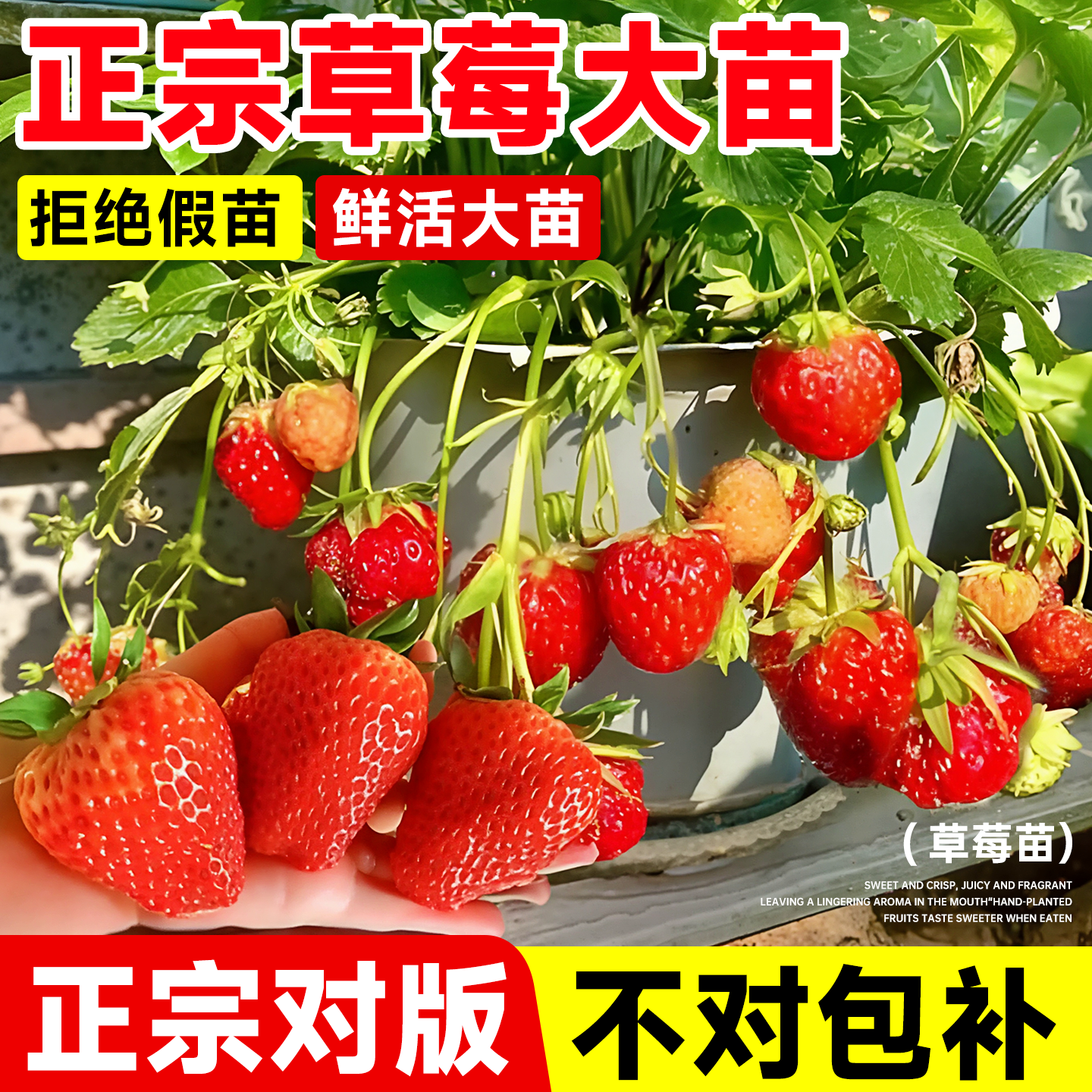 草莓苗阳台盆栽四季结果南北种植