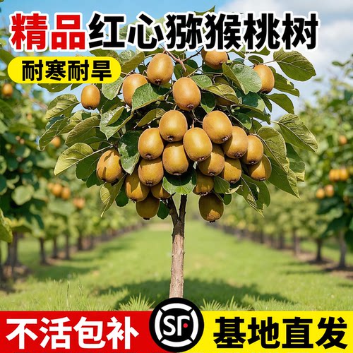 猕猴桃树果苗南北方种植当年结果