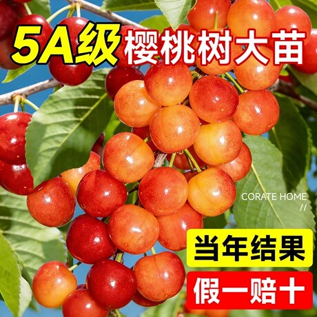 樱桃树果苗大樱桃苗南北方红妃车厘子嫁接果树苗盆栽种植庭院耐寒