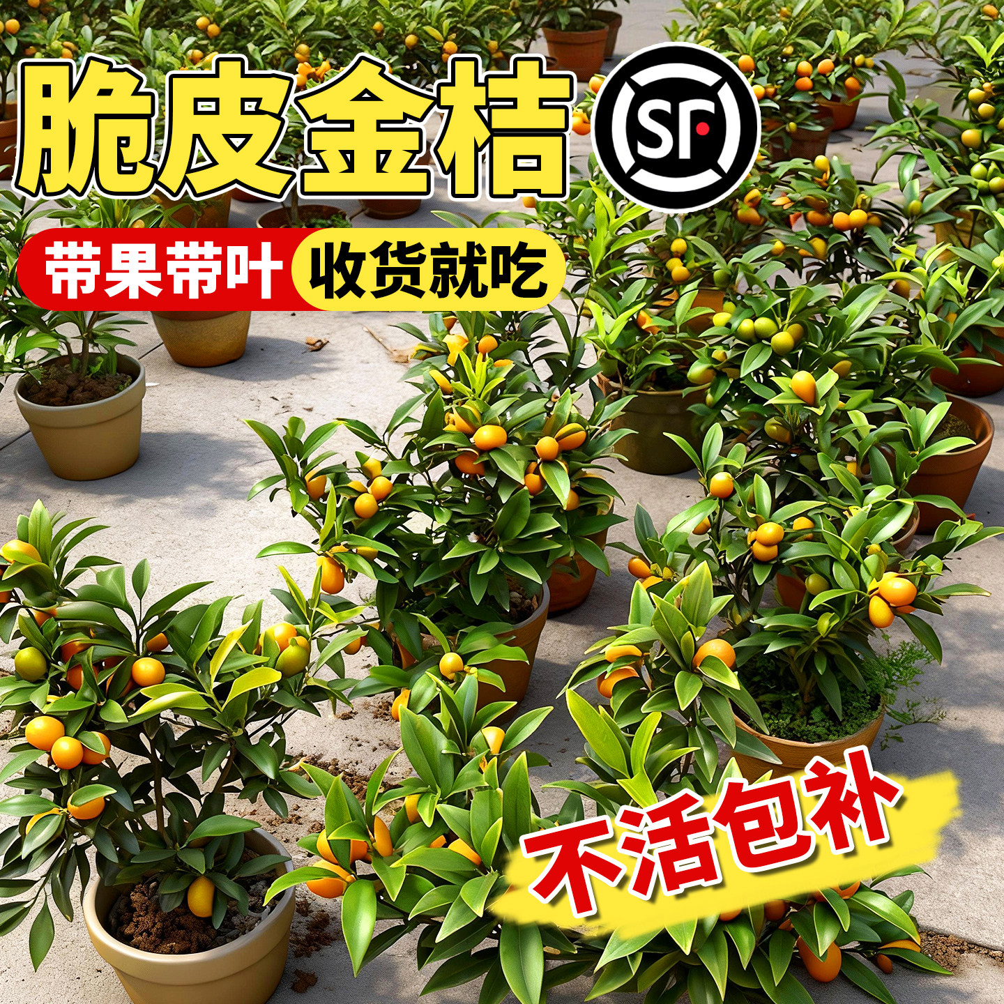 壹植当年结果脆皮金桔树苗特大苗