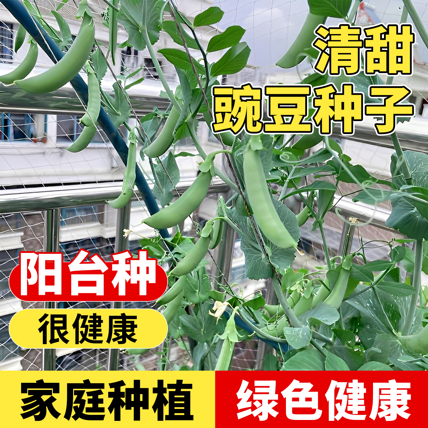 豌豆种子阳台盆栽高产抗病