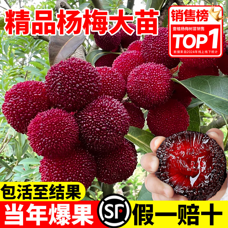 正宗仙居东魁杨梅树树苗嫁接果树苗庭院盆地栽南北方种植四季结果