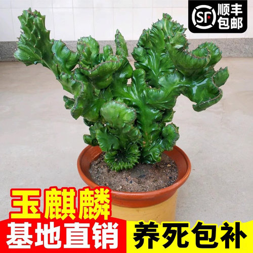 玉麒麟盆栽带盆带根桌面多肉植物