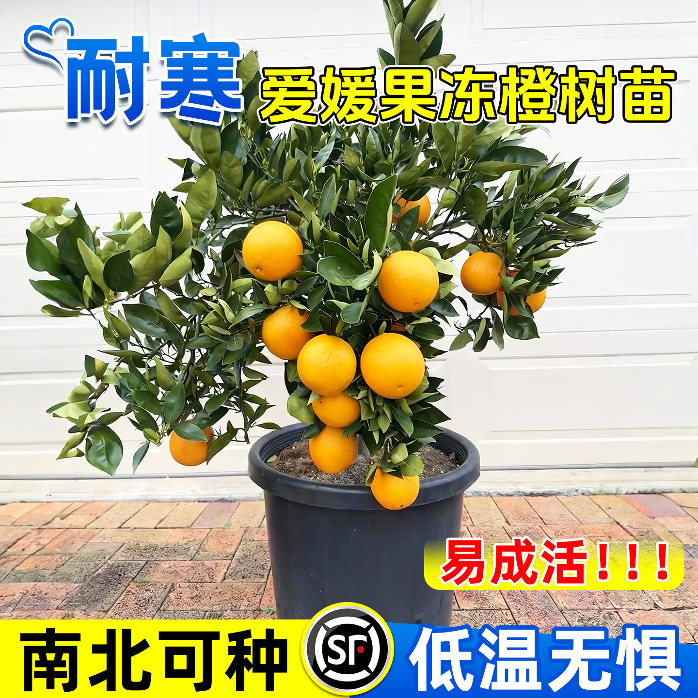 爱媛果冻橙树苗38号耐寒46号红美人盆栽橙子果树当年结果四川成都