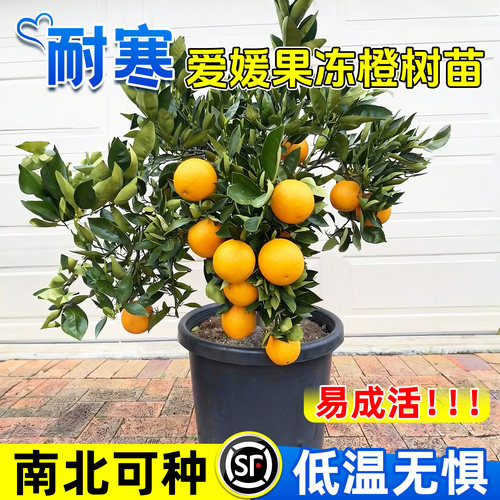 当年结果南北种植