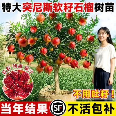 特大突尼斯软籽石榴树苗当年结果