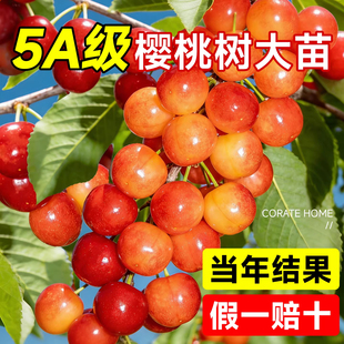 樱桃树果苗大樱桃苗南北方红妃车厘子嫁接果树苗盆栽种植庭院耐寒