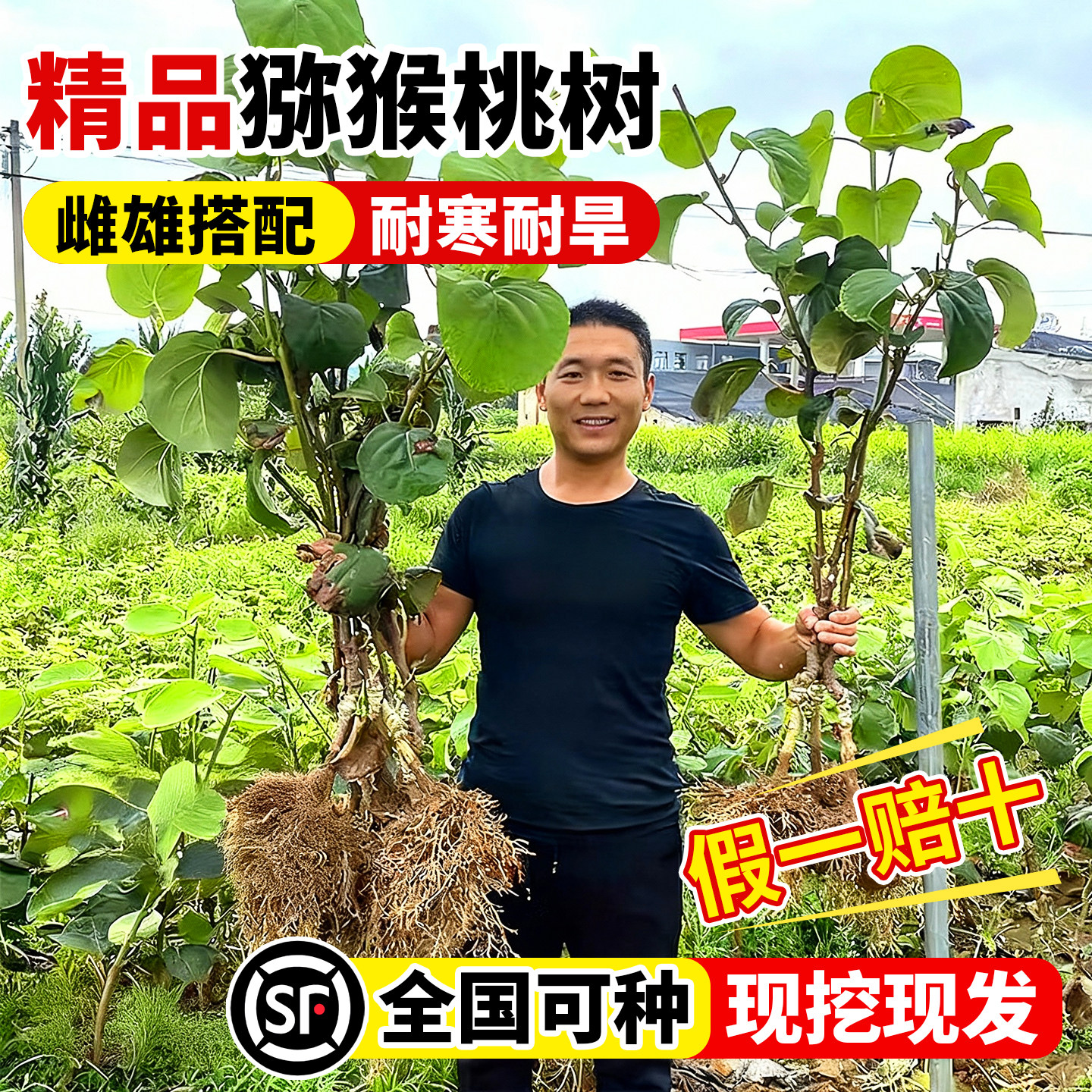 猕猴桃树果苗南北方种植当年结果图片