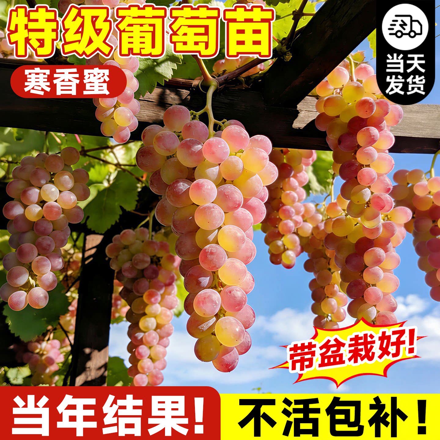 寒香蜜葡萄树苖庭院盆栽果树果苗巨峰葡萄阳光玫瑰南北方耐寒种植