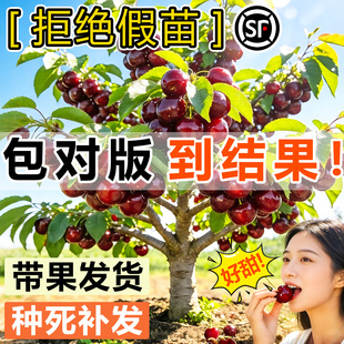 正宗车厘子树苗大樱桃果树果苗嫁接矮化庭院地盆栽水果南北方种植