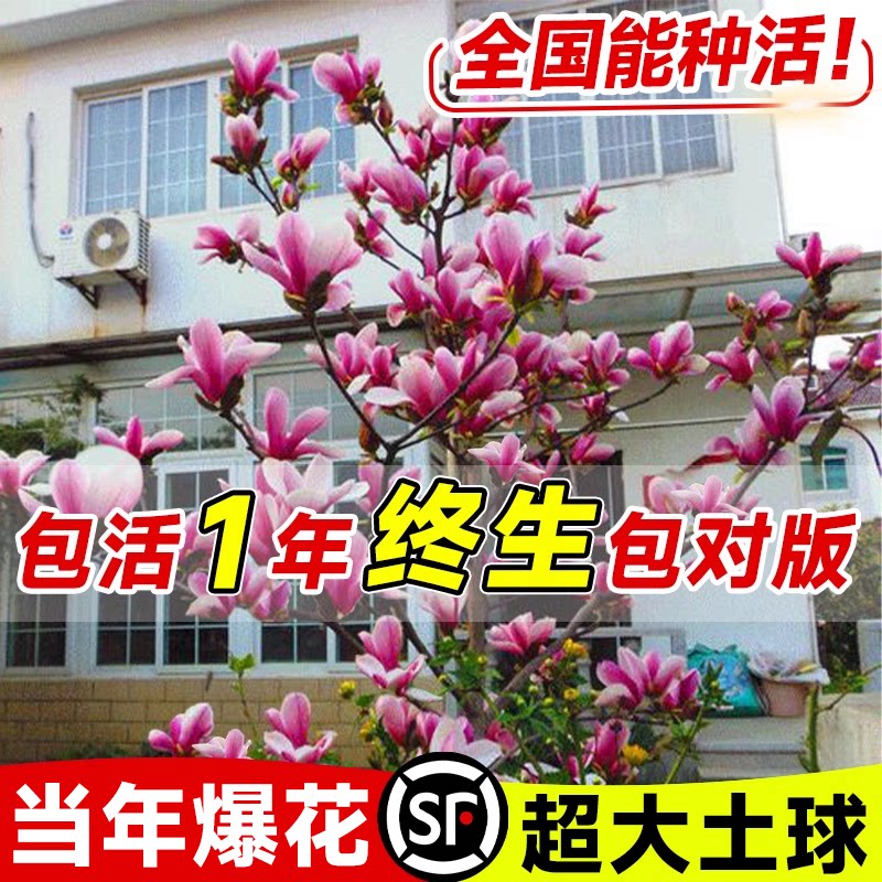 玉兰花树苗带花苞盆栽南北方种植大树庭院地栽耐寒紫白广玉兰花卉