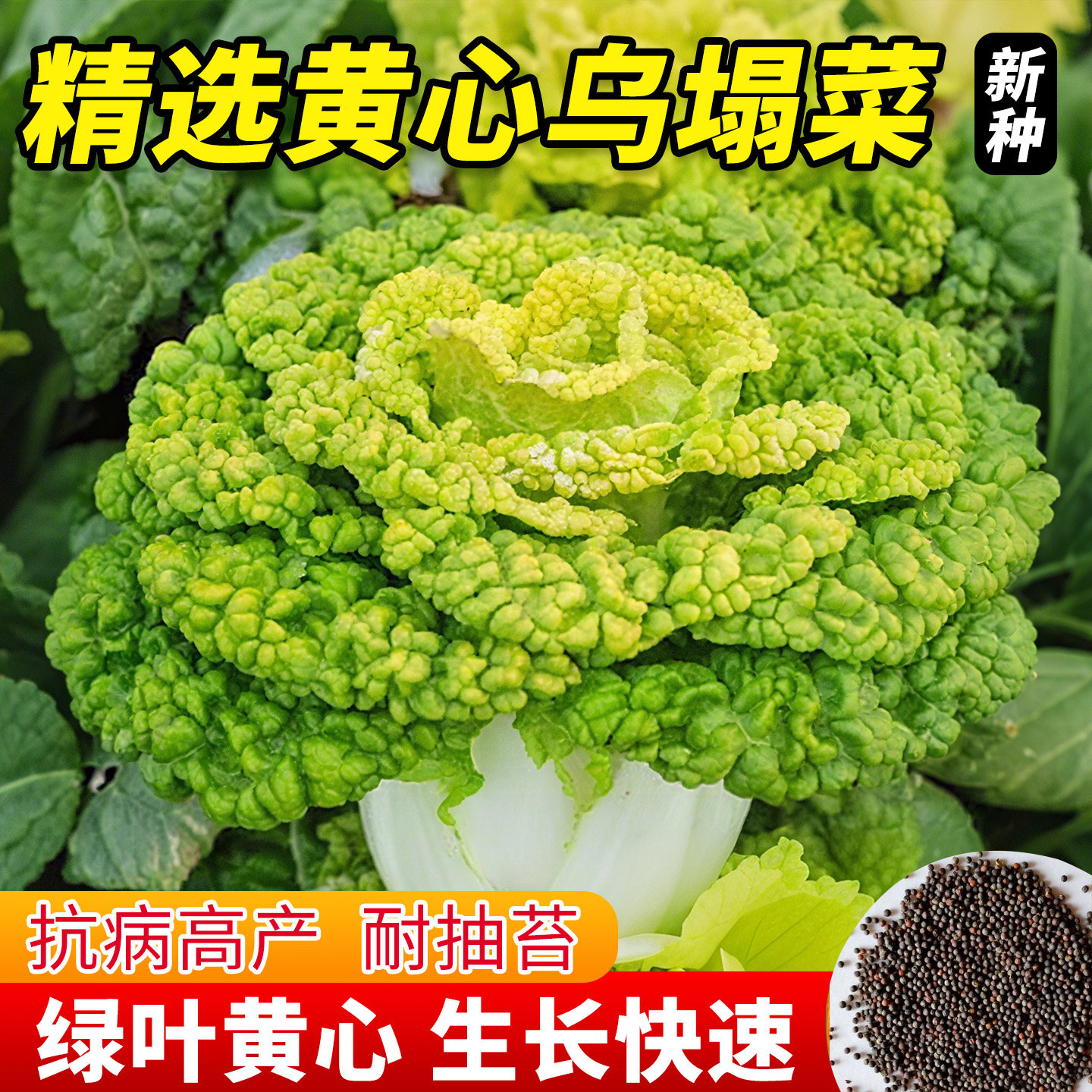 黄心乌塌菜种子四季高产耐寒抗病易活阳台庭院秋冬蔬菜种籽矮黄金