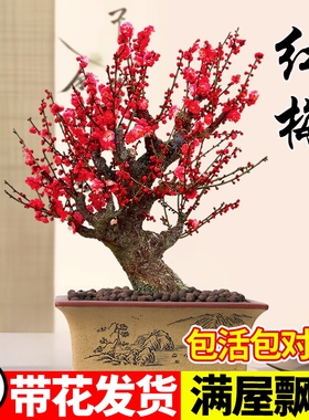 红梅花盆栽树苗室内外阳台花卉庭院地栽四季耐寒植物老桩盆景腊梅