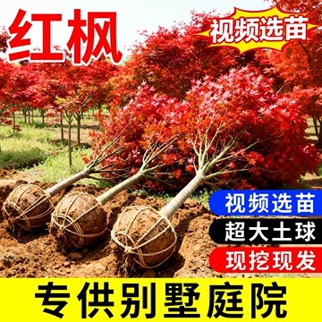 日本红枫树苗四季红舞姬庭院地栽大树室外绿化花园植物风景树盆景
