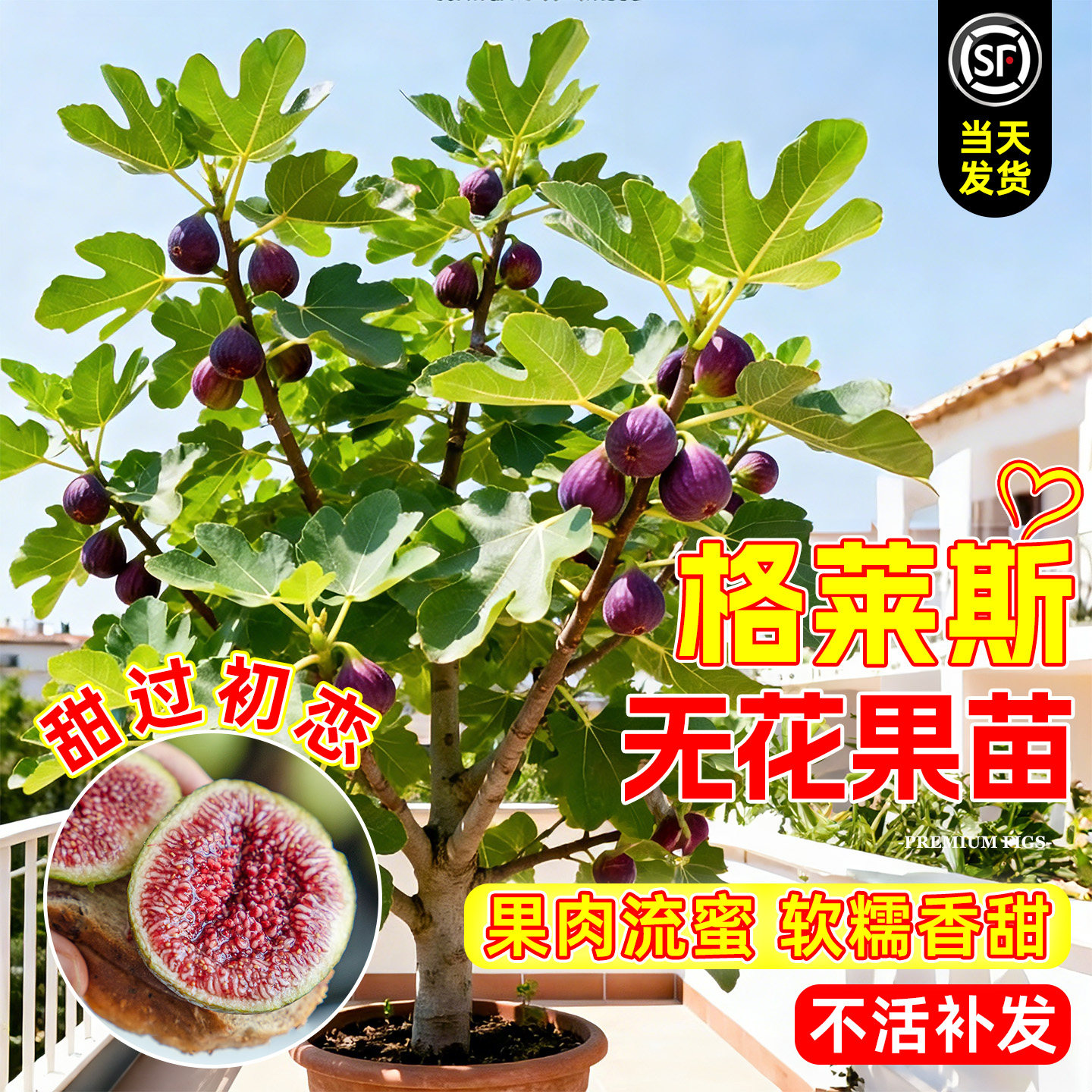 无花果树苗特大果格莱斯嫁接矮化图片