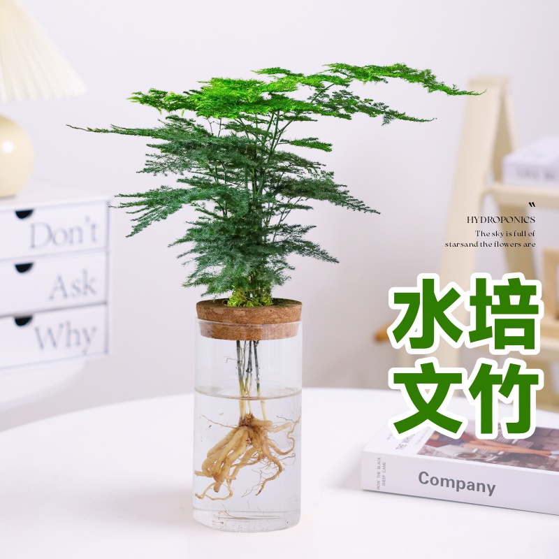 文竹水培植物绿植四季常青盆景