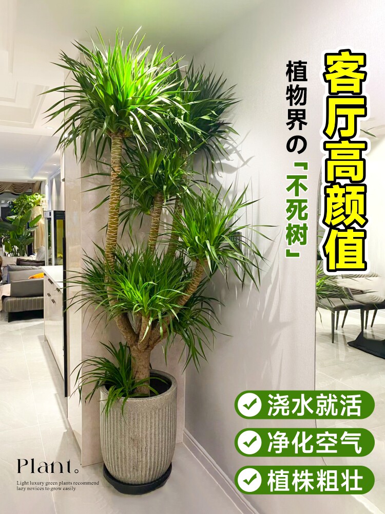 龙血树大型室型多内盆栽须头龙树绿植客厅办公室龙铁树h0825135植