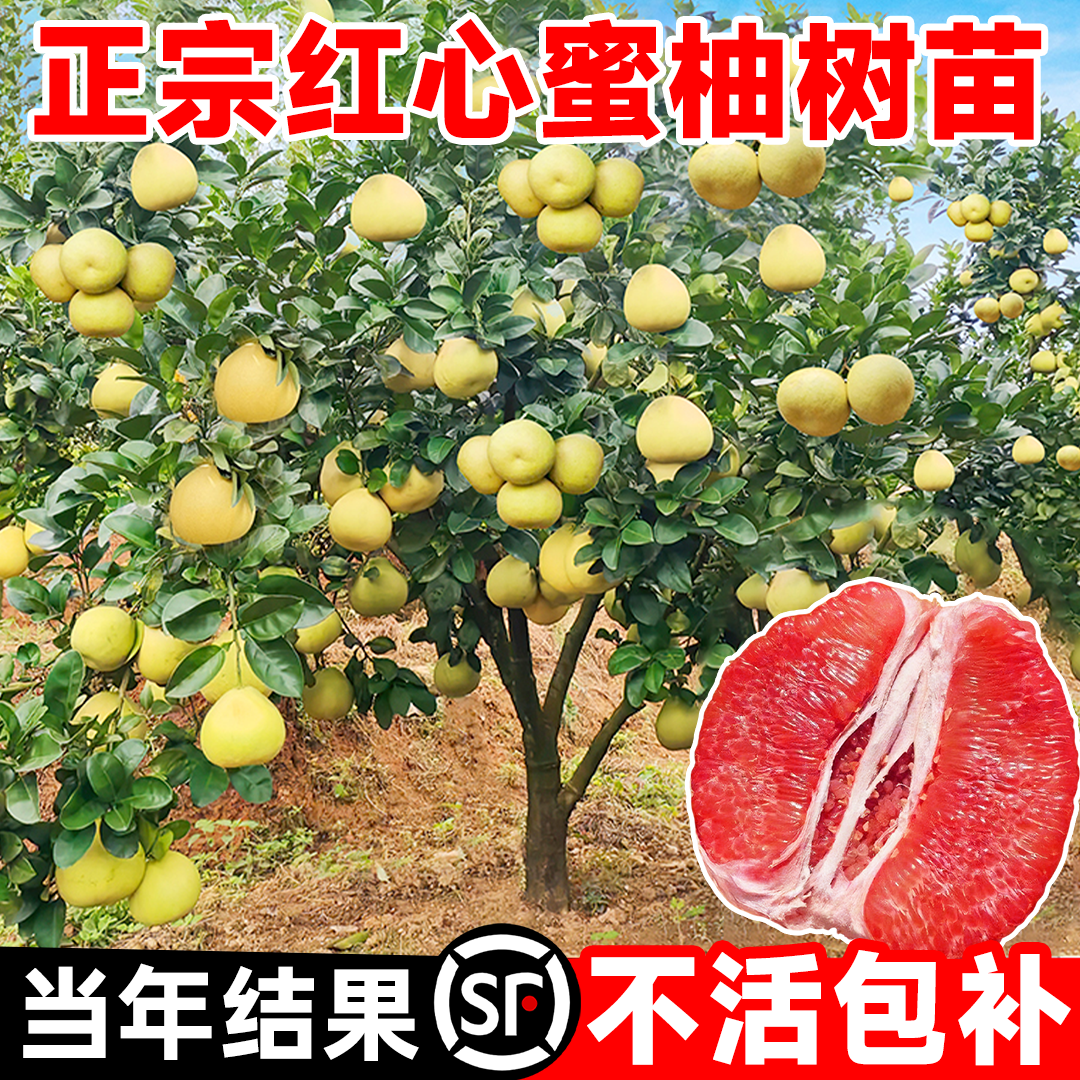 正宗耐寒红心蜜柚树果苗全国可种
