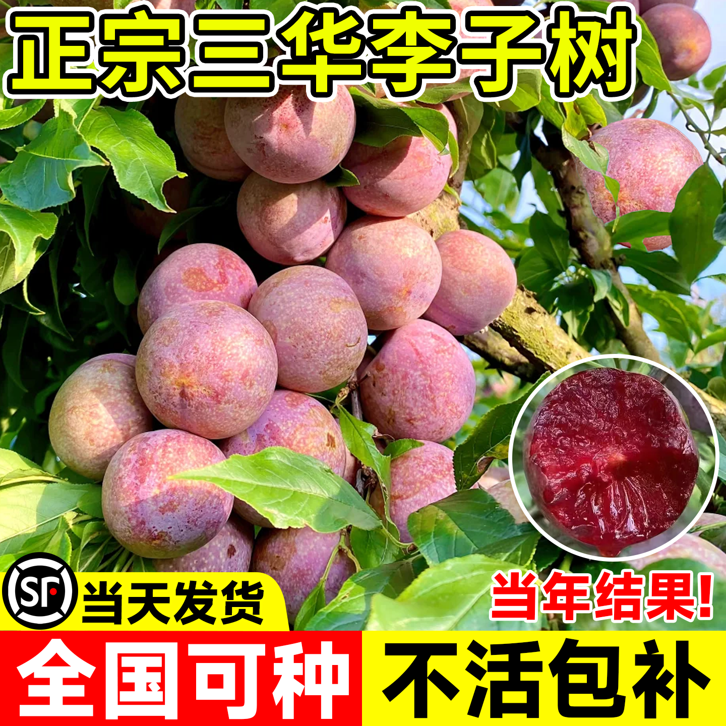 三华李子树苗蜂糖李正宗嫁接特大李子果苗半边红阳台盆栽当年结果,鲜花速递/花卉仿真/绿植园艺,果树,淘宝优惠券,粉丝福利购,淘宝优惠卷