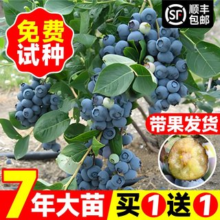 蓝莓树果苗盆栽南方阳台种植树苗北方庭院耐寒地栽果树兔眼蓝莓苗