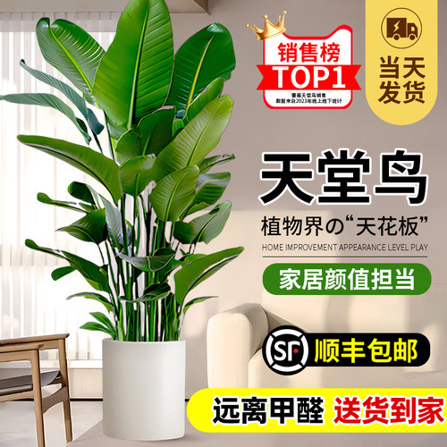 天堂鸟室内绿植常青送货上门四季