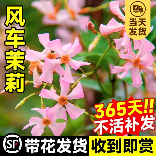 粉色风车茉莉盆栽好养爬藤