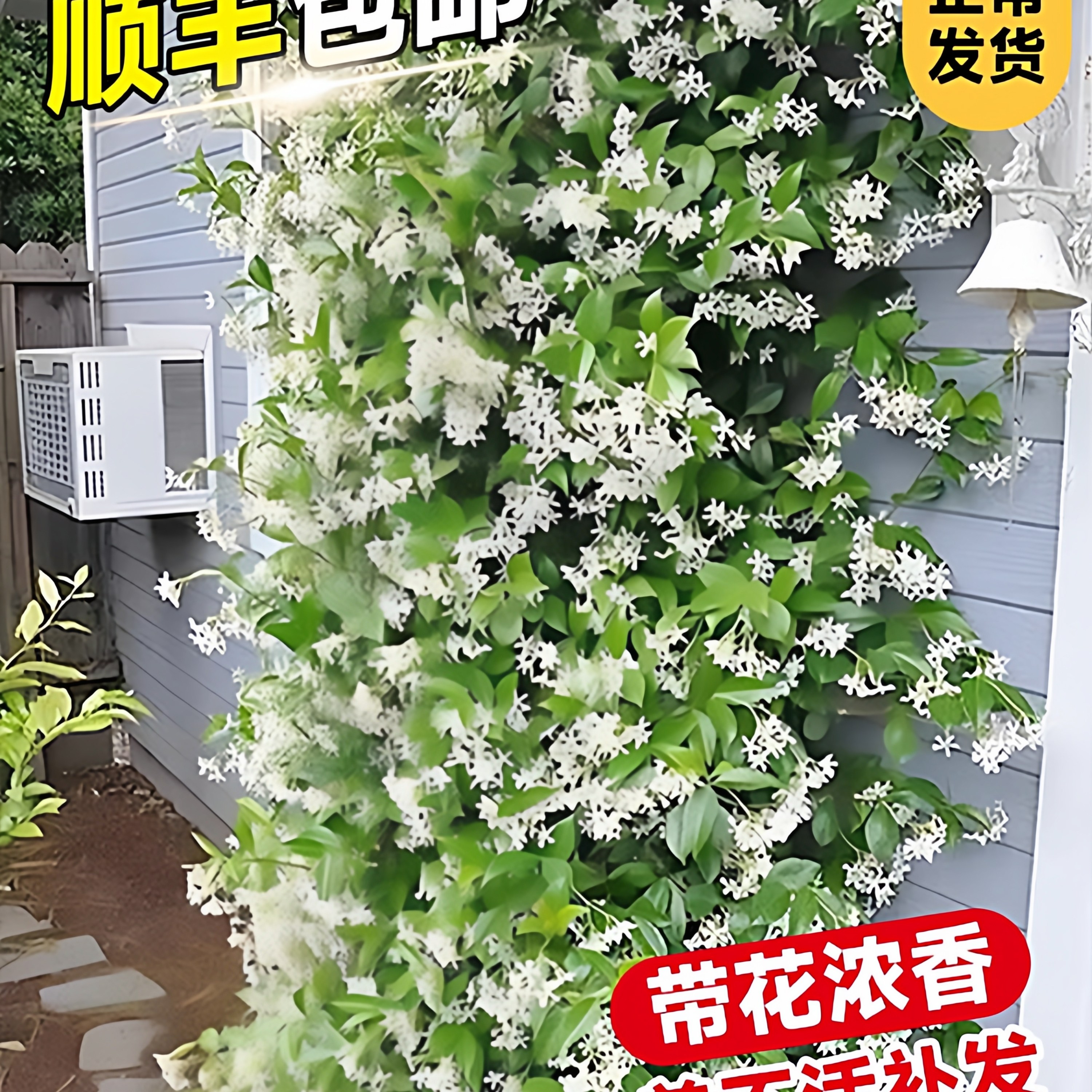 风车茉莉爬藤植物盆栽大苗垂丝室内阳台好养易活庭院攀援花卉植物,鲜花速递/花卉仿真/绿植园艺,时令草本花卉,淘宝优惠券,粉丝福利购,淘宝优惠卷