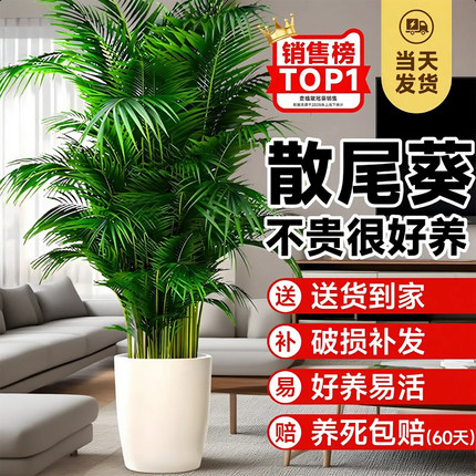 散尾葵植物盆栽客厅绿植室内大型凤尾竹办公室高级花卉四季好养活