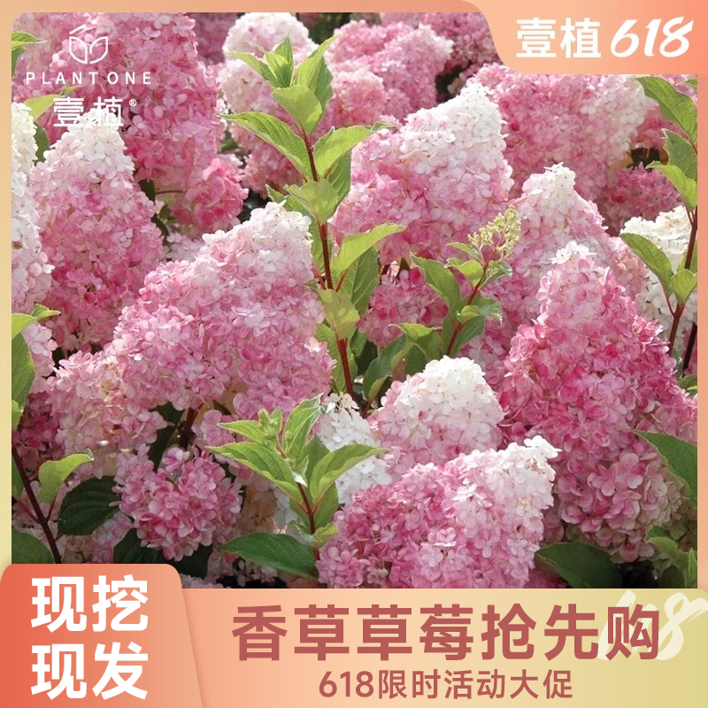 绣球花圆锥绣球香草草莓大苗