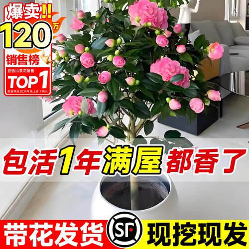 香妃山茶花盆栽带花室内浓香花卉