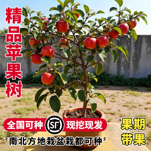 苹果树苗南北种植耐寒当年结果