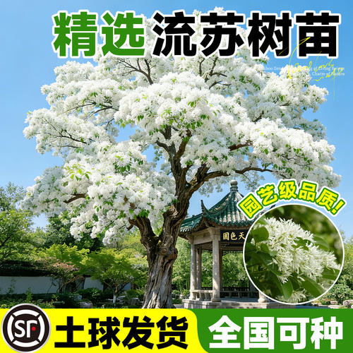 四月雪流苏树苗正宗流苏嫁接公园
