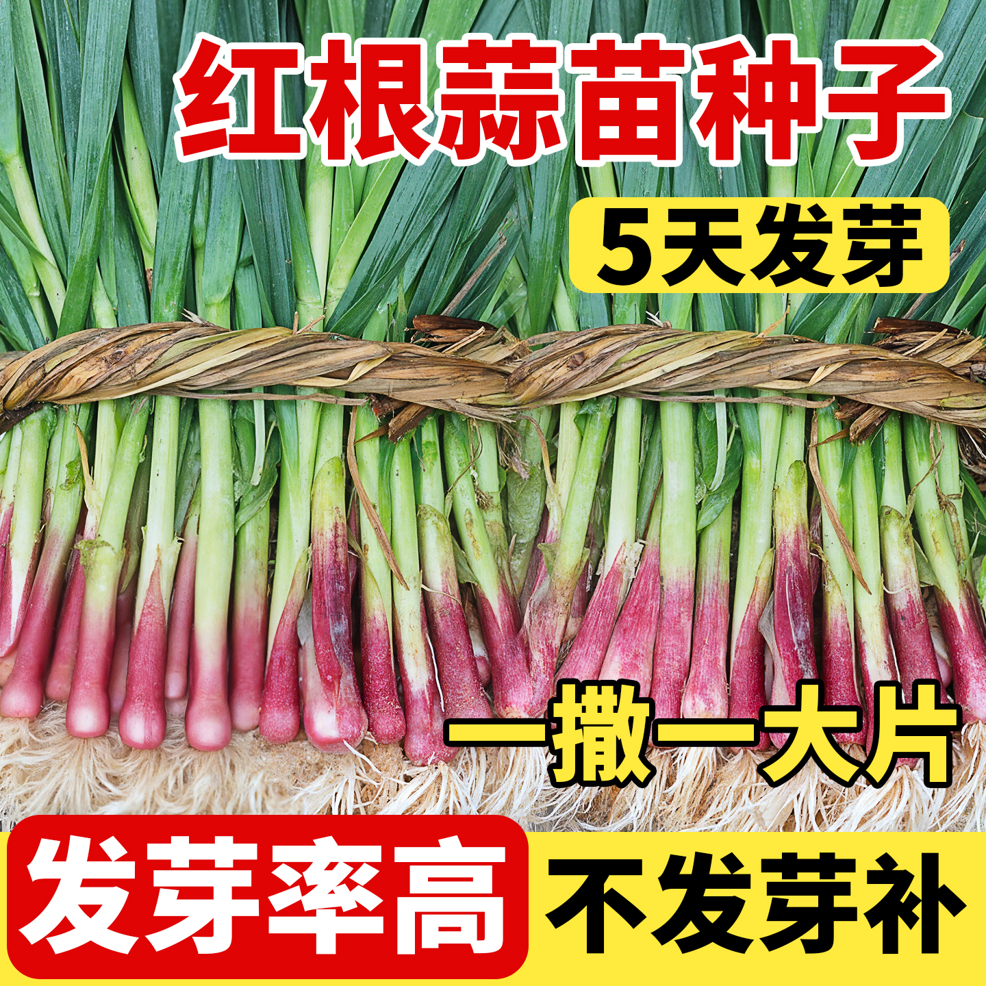 四季宽叶红根蒜苗种子大蒜种子