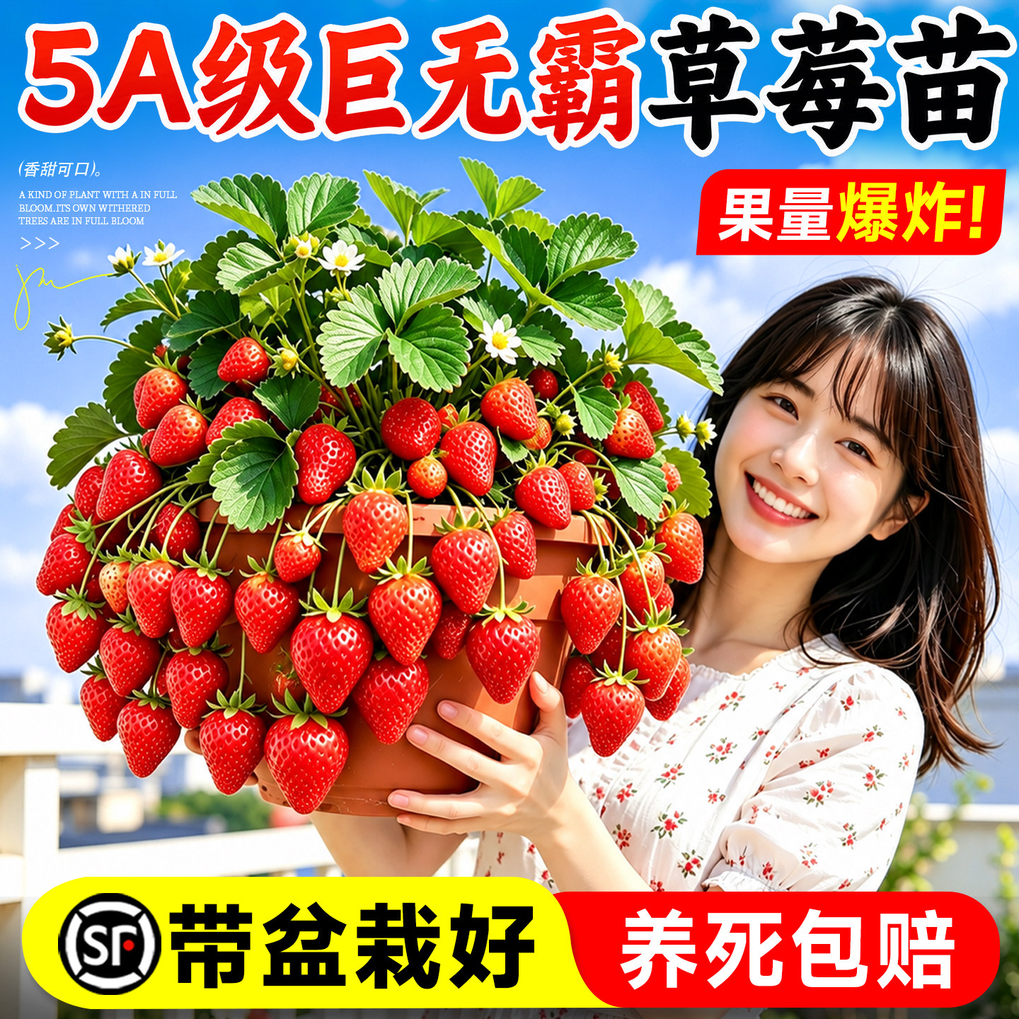 草莓苗秧盆栽四季结果高产玄玉红颜隋珠特大优质脱毒奶油草莓新苗