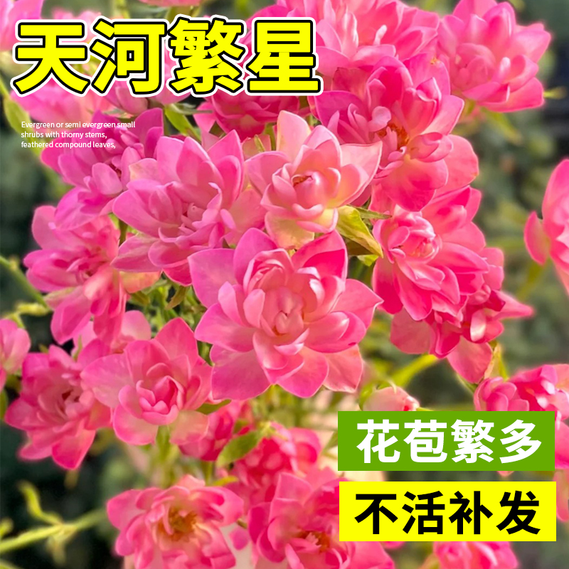 天荷繁星微型月季花苗多头灌木
