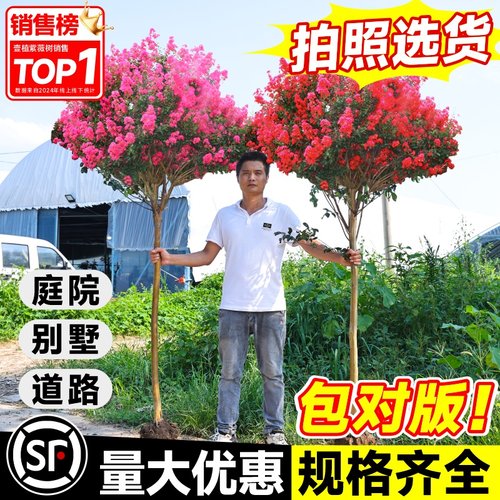 紫薇花树苗庭院种植工程绿化造景