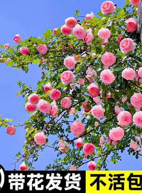 粉色龙沙宝石蔷薇爬藤本月季花苗盆栽四季浓香玫瑰花卉植物庭院开